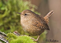 Troglodytes paciﬁcus 